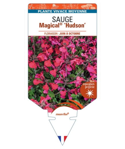 SALVIA x jamensis Magical® Hudson voir Sauge