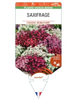 SAXIFRAGA