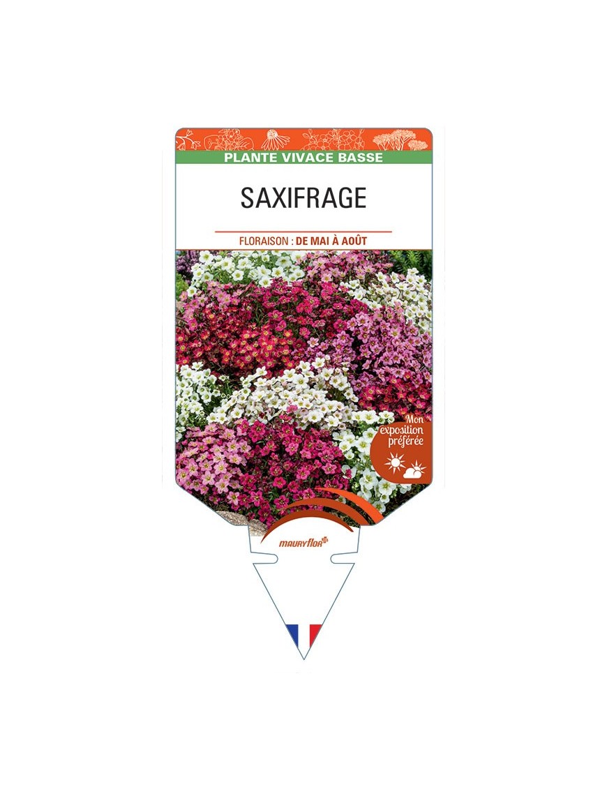 SAXIFRAGA