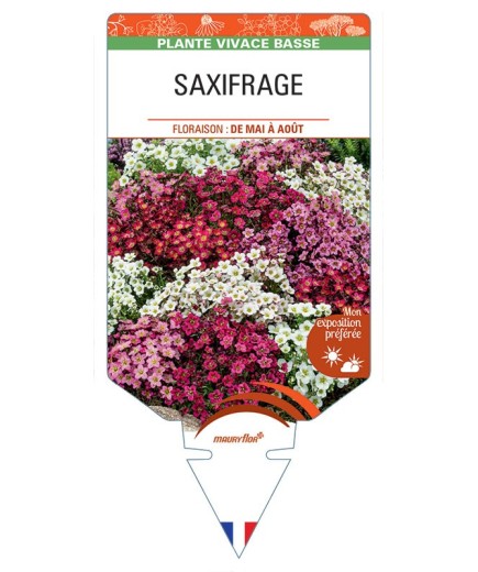SAXIFRAGA