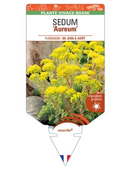 SEDUM (rupestre) Aureum