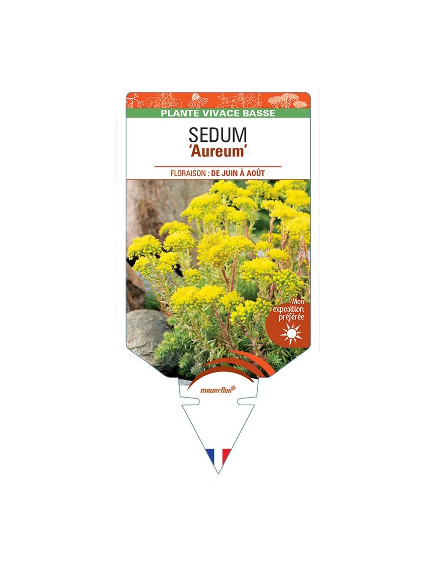 SEDUM (rupestre) Aureum