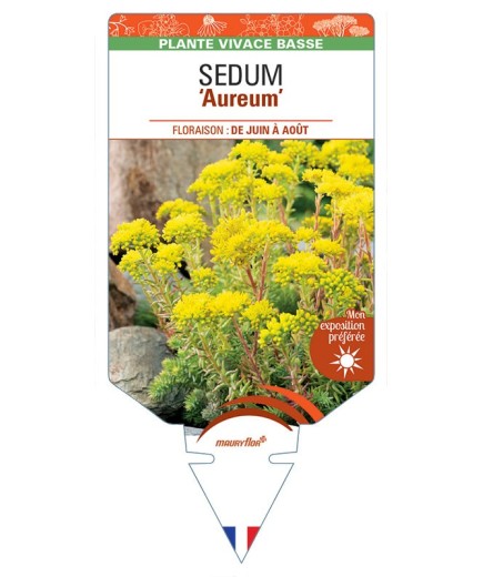 SEDUM (rupestre) Aureum