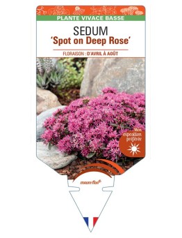 SEDUM (spurium) Spot on Deep Rose