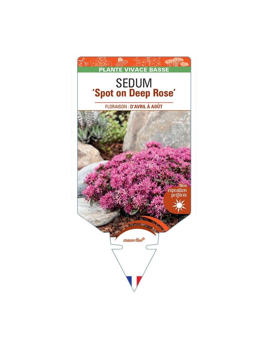 SEDUM (spurium) Spot on Deep Rose