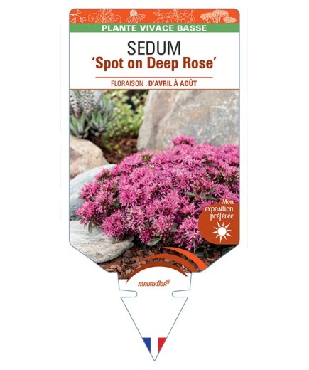 SEDUM (spurium) Spot on Deep Rose