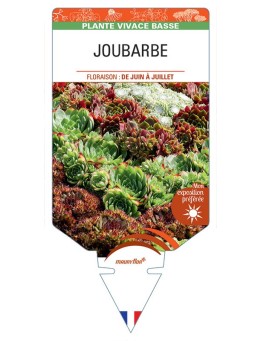 SEMPERVIVUM voir Joubarbe