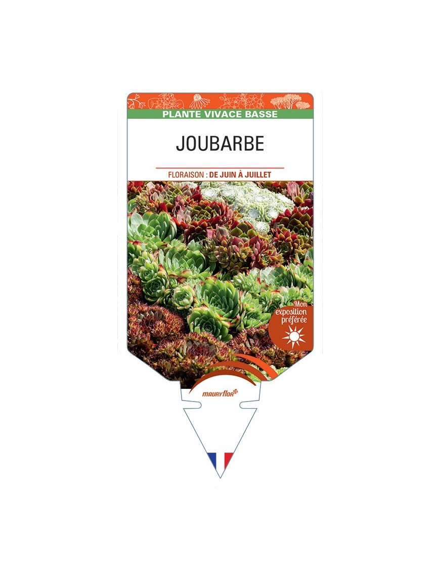 SEMPERVIVUM voir Joubarbe