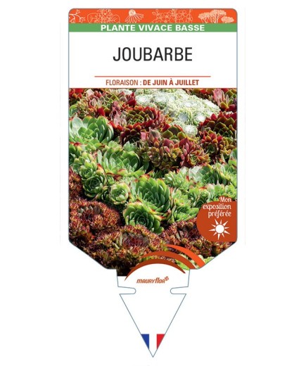 SEMPERVIVUM voir Joubarbe