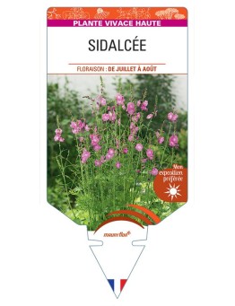 SIDALCEA MALVIFLORA (rose)