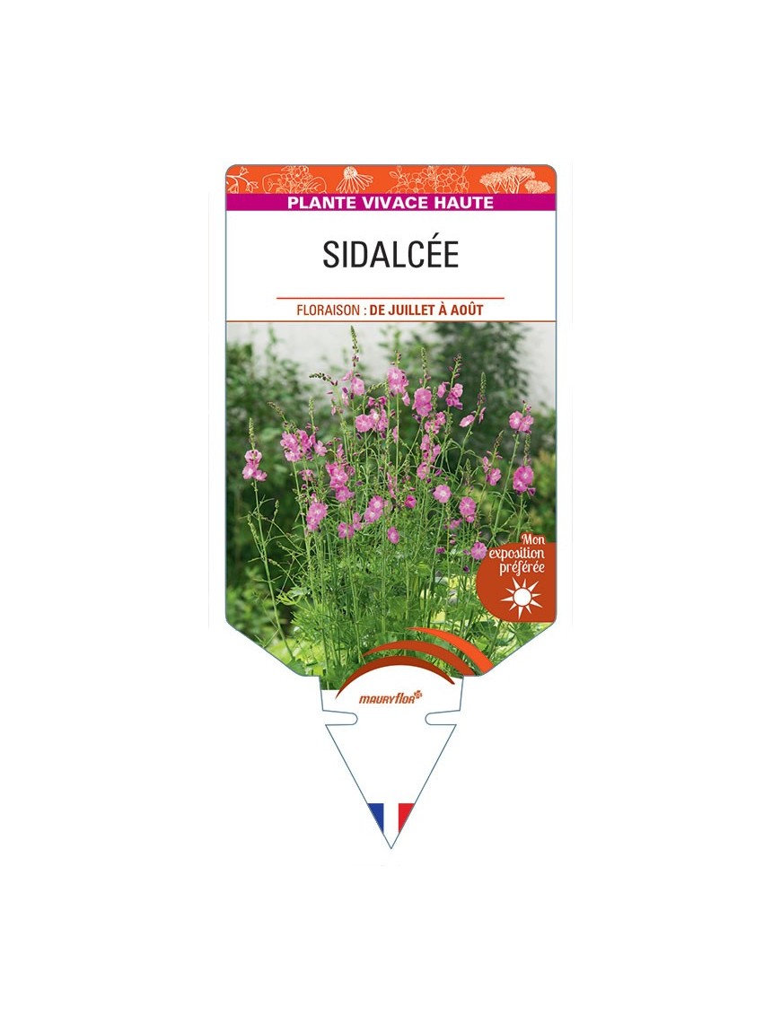SIDALCEA MALVIFLORA (rose)
