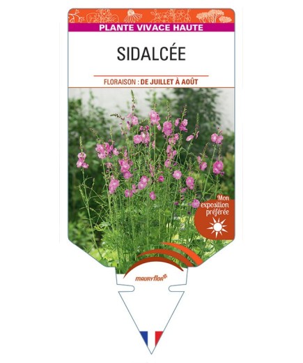 SIDALCEA MALVIFLORA (rose)