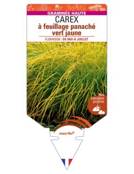 CAREX elata à feuillage panaché vert jaune