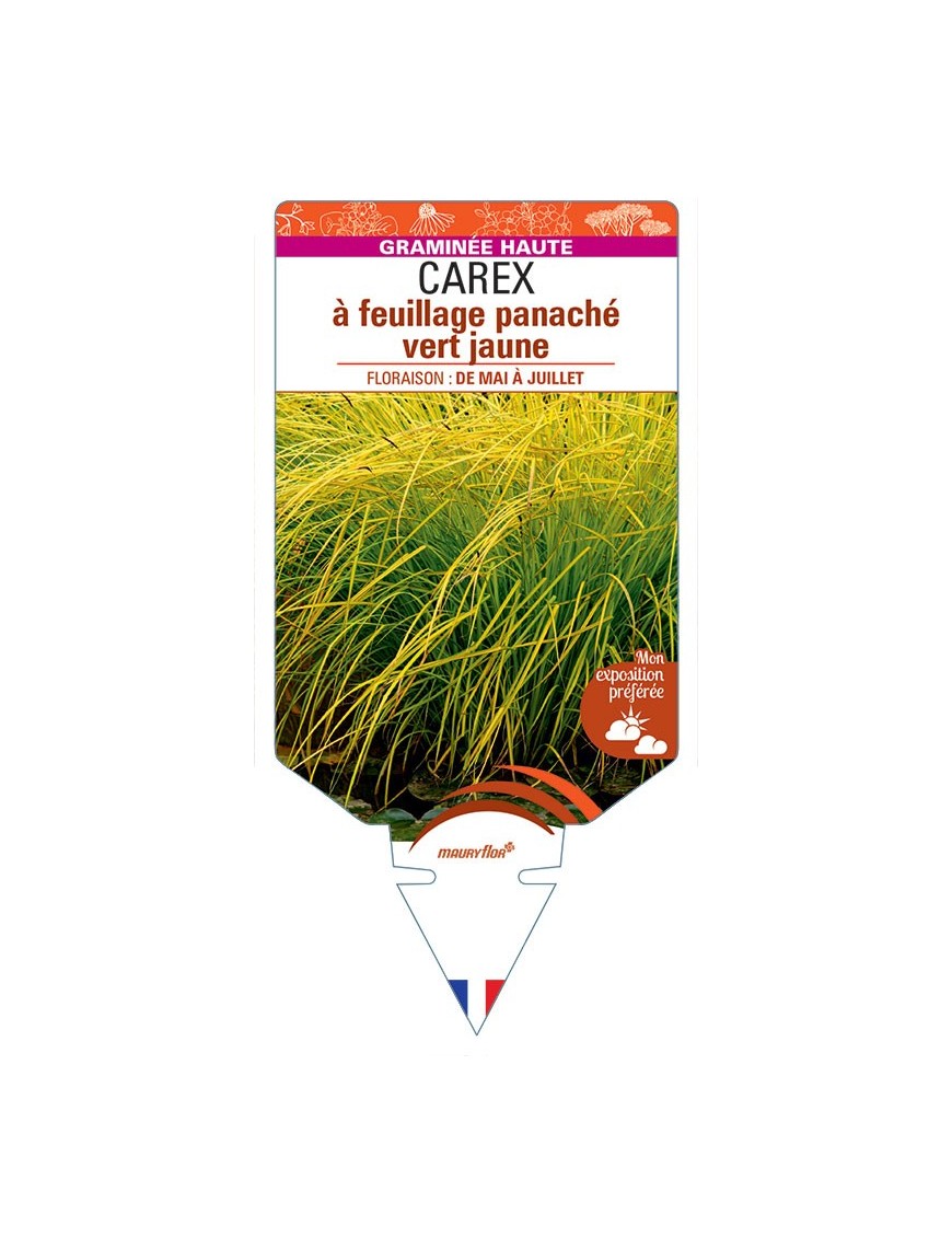 CAREX elata à feuillage panaché vert jaune