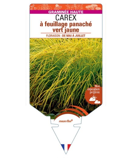 CAREX elata à feuillage panaché vert jaune
