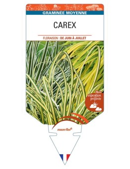 CAREX (varié)