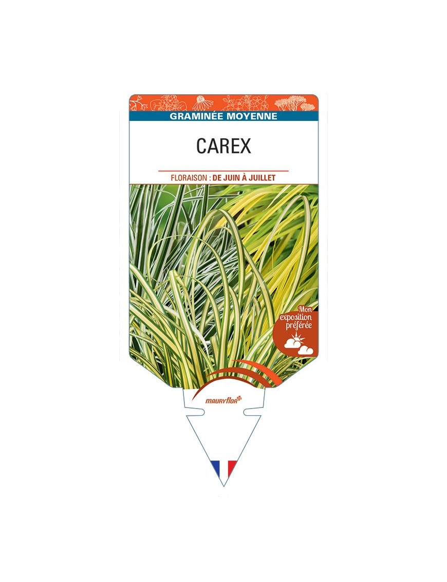 CAREX (varié)