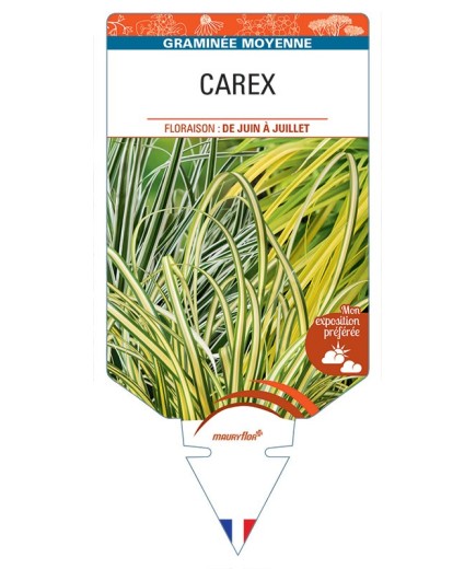 CAREX (varié)