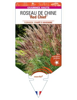 MISCANTHUS sinensis Red Chief voir Roseau de Chine