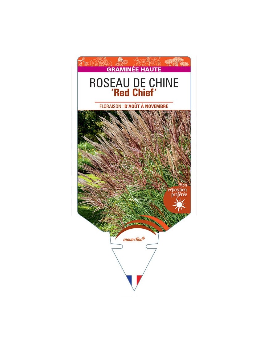 MISCANTHUS sinensis Red Chief voir Roseau de Chine