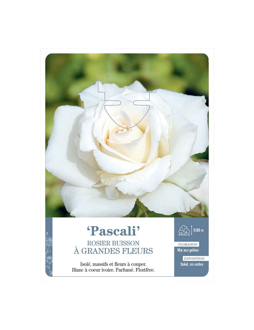 ‘Pascali’