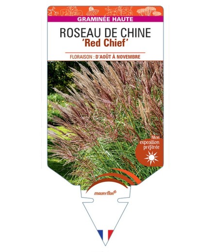 MISCANTHUS sinensis Red Chief voir Roseau de Chine