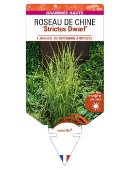 MISCANTHUS sinensis Strictus Dwarf voir Roseau de Chine