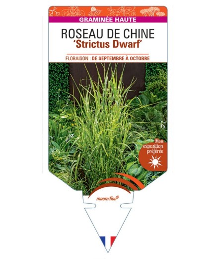MISCANTHUS sinensis Strictus Dwarf voir Roseau de Chine