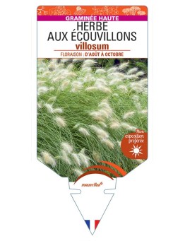 PENNISETUM villosum voir Herbe aux écouvillons hérissé