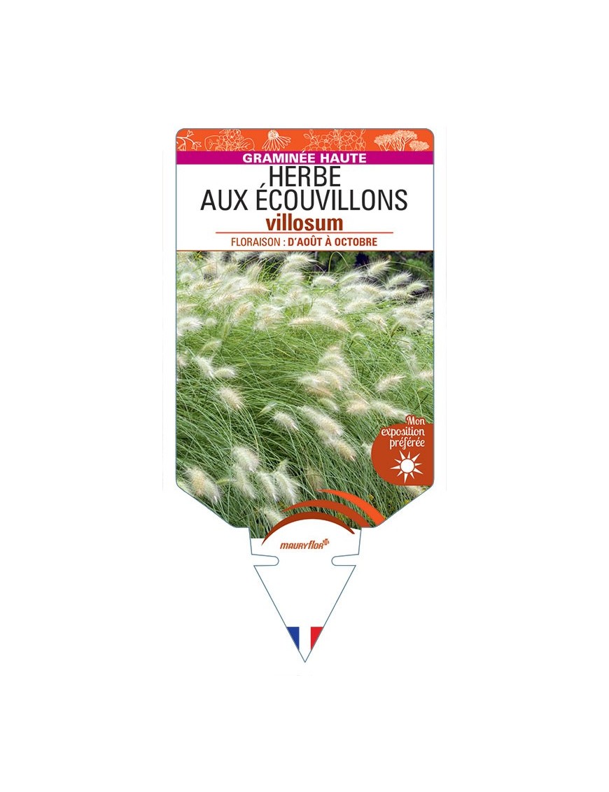 PENNISETUM villosum voir Herbe aux écouvillons hérissé
