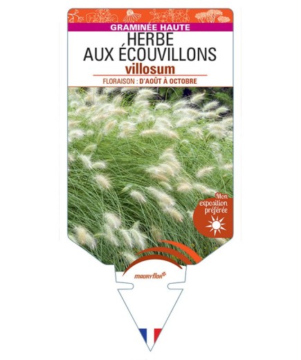 PENNISETUM villosum voir Herbe aux écouvillons hérissé