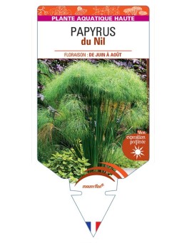 CYPERUS PAPYRUS du Nil voir Papyrus