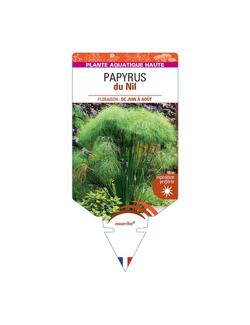CYPERUS PAPYRUS du Nil voir Papyrus