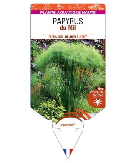 CYPERUS PAPYRUS du Nil voir Papyrus