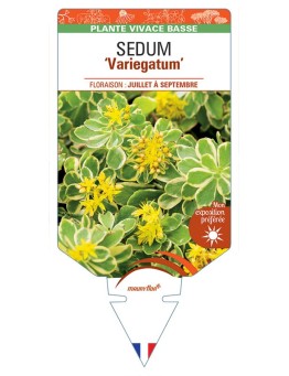 SEDUM kamtschaticum Variegatum