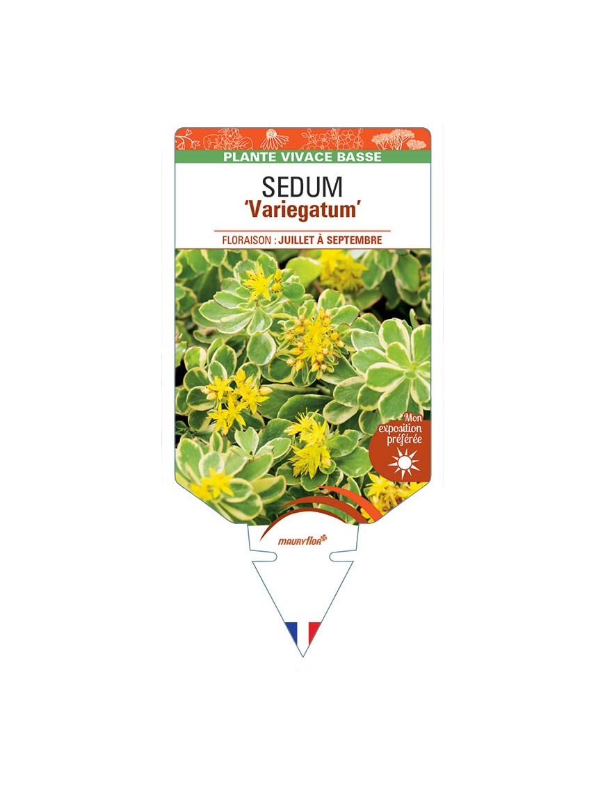 SEDUM kamtschaticum Variegatum
