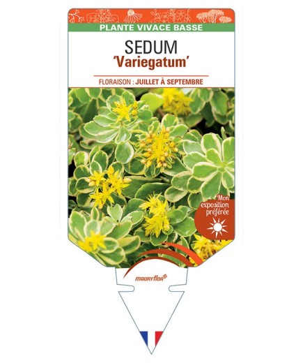 SEDUM kamtschaticum Variegatum