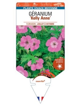 GERANIUM Kelly Anne