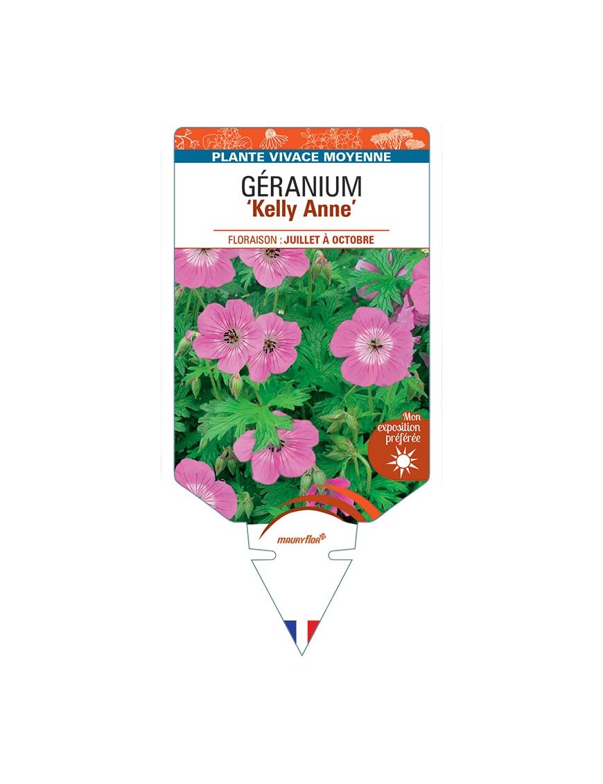 GERANIUM Kelly Anne