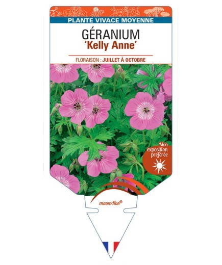 GERANIUM Kelly Anne