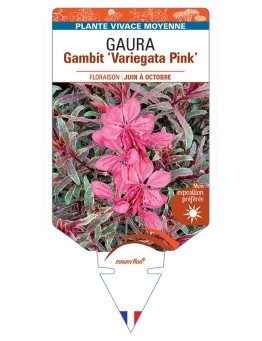 GAURA (lindheimeri) Gambit Variegata pink