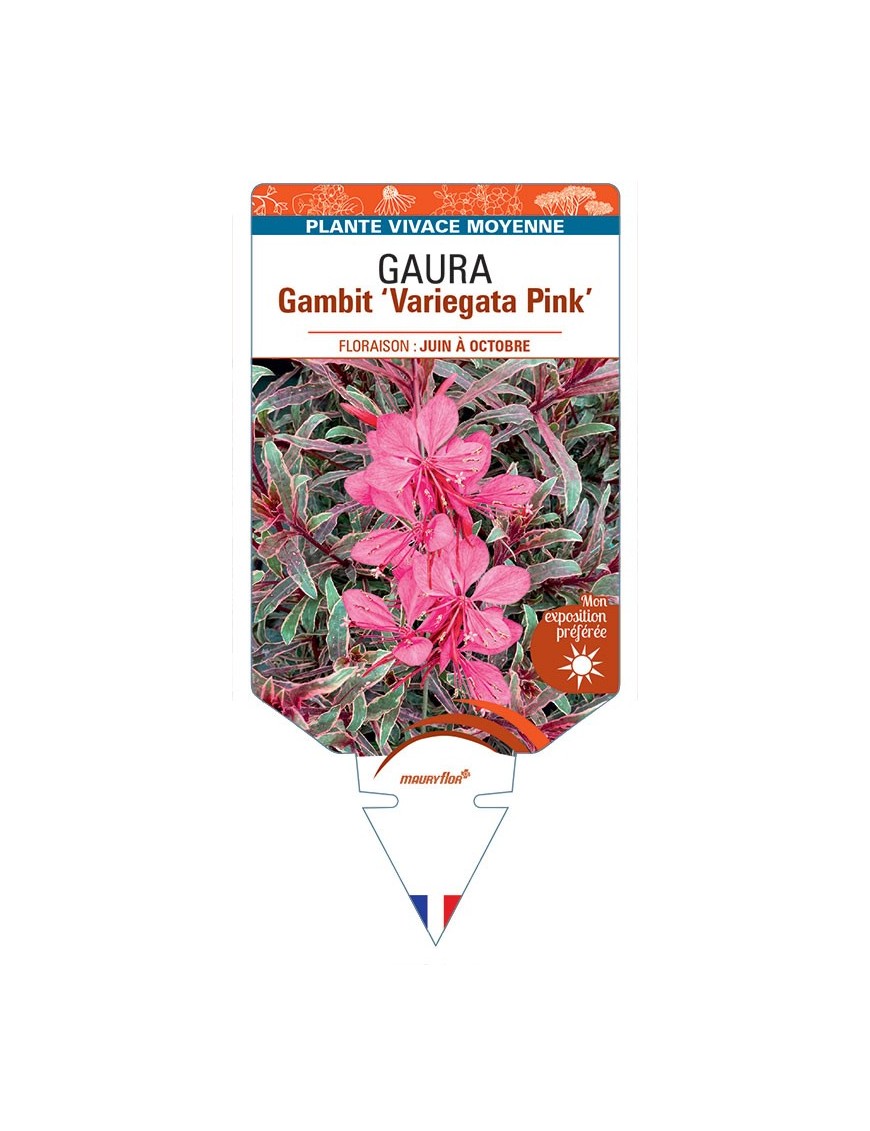 GAURA (lindheimeri) Gambit Variegata pink