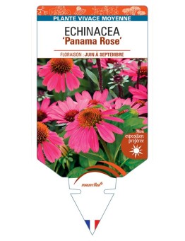 ECHINACEA Panama Rose