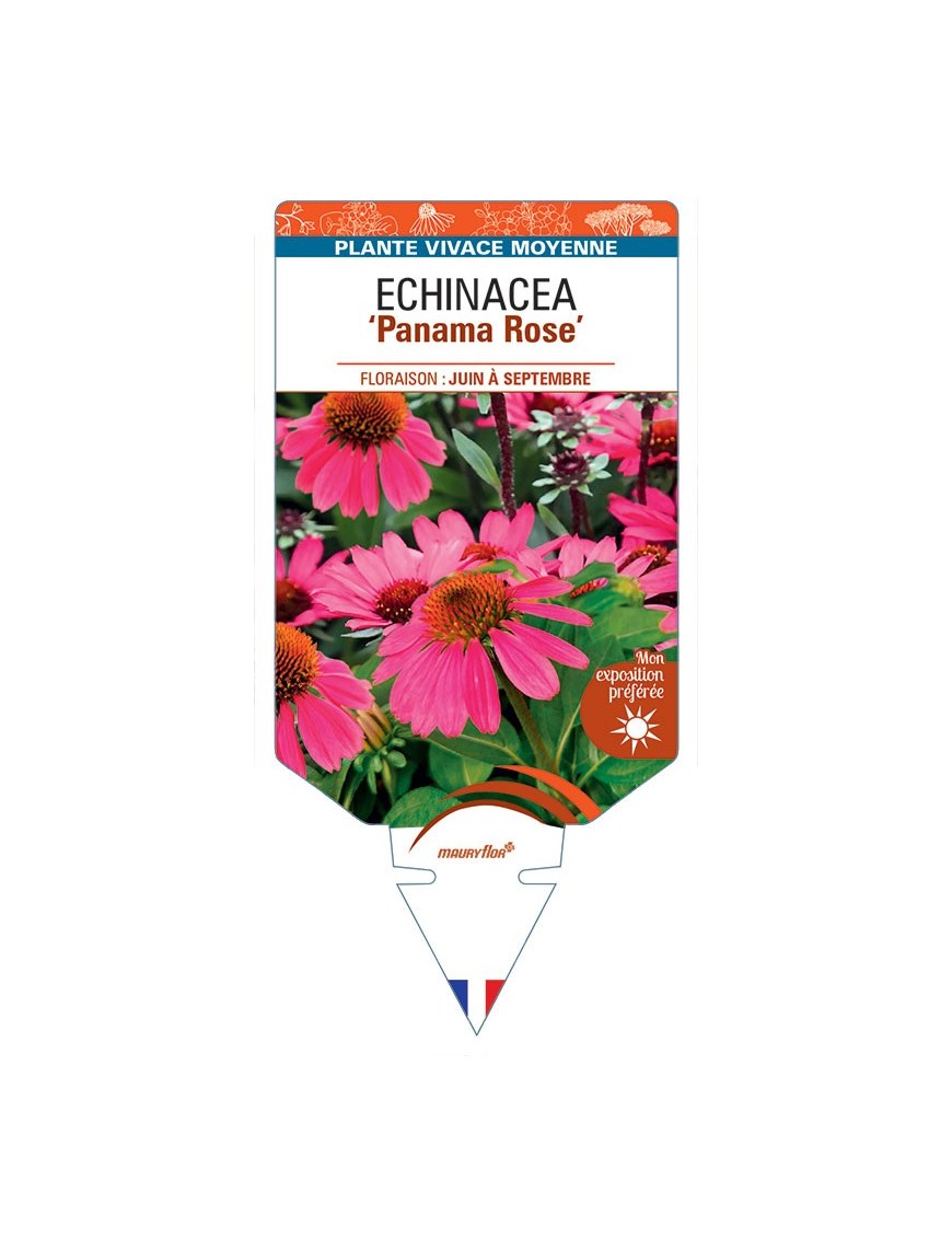 ECHINACEA Panama Rose