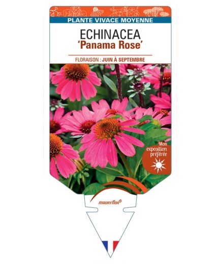 ECHINACEA Panama Rose