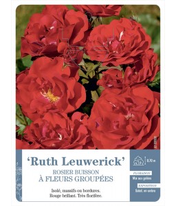 ‘Ruth Leuwerick’