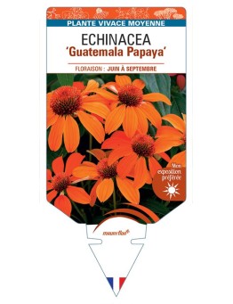 ECHINACEA Guatemala Papaya
