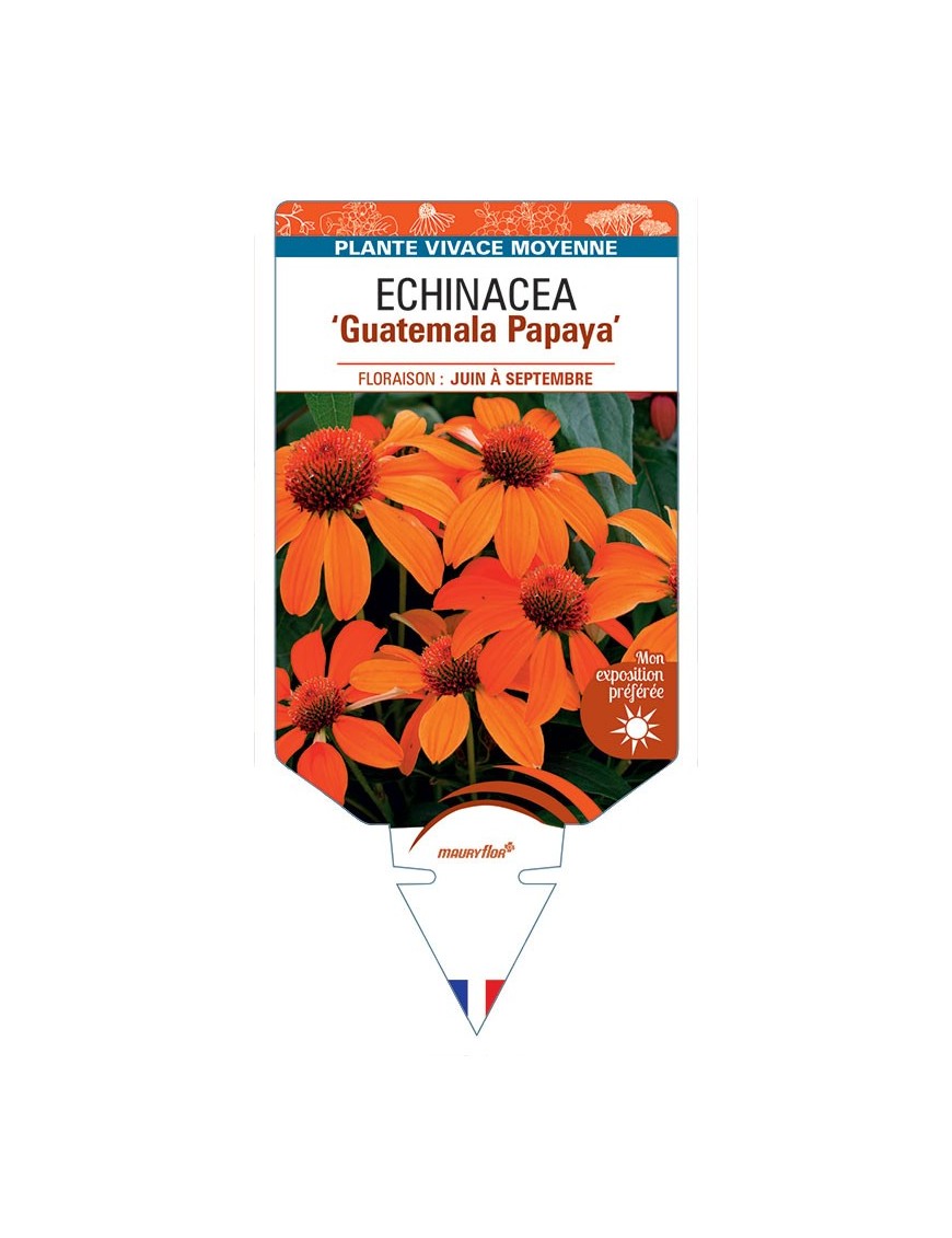 ECHINACEA Guatemala Papaya