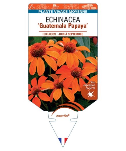 ECHINACEA Guatemala Papaya