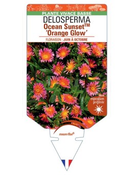 DELOSPERMA Ocean Sunset™ Orange Glow